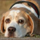 Armer kleiner Beagle