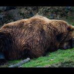 Armer Kodiakbär Ibo...Krankheit kaum behandelbar