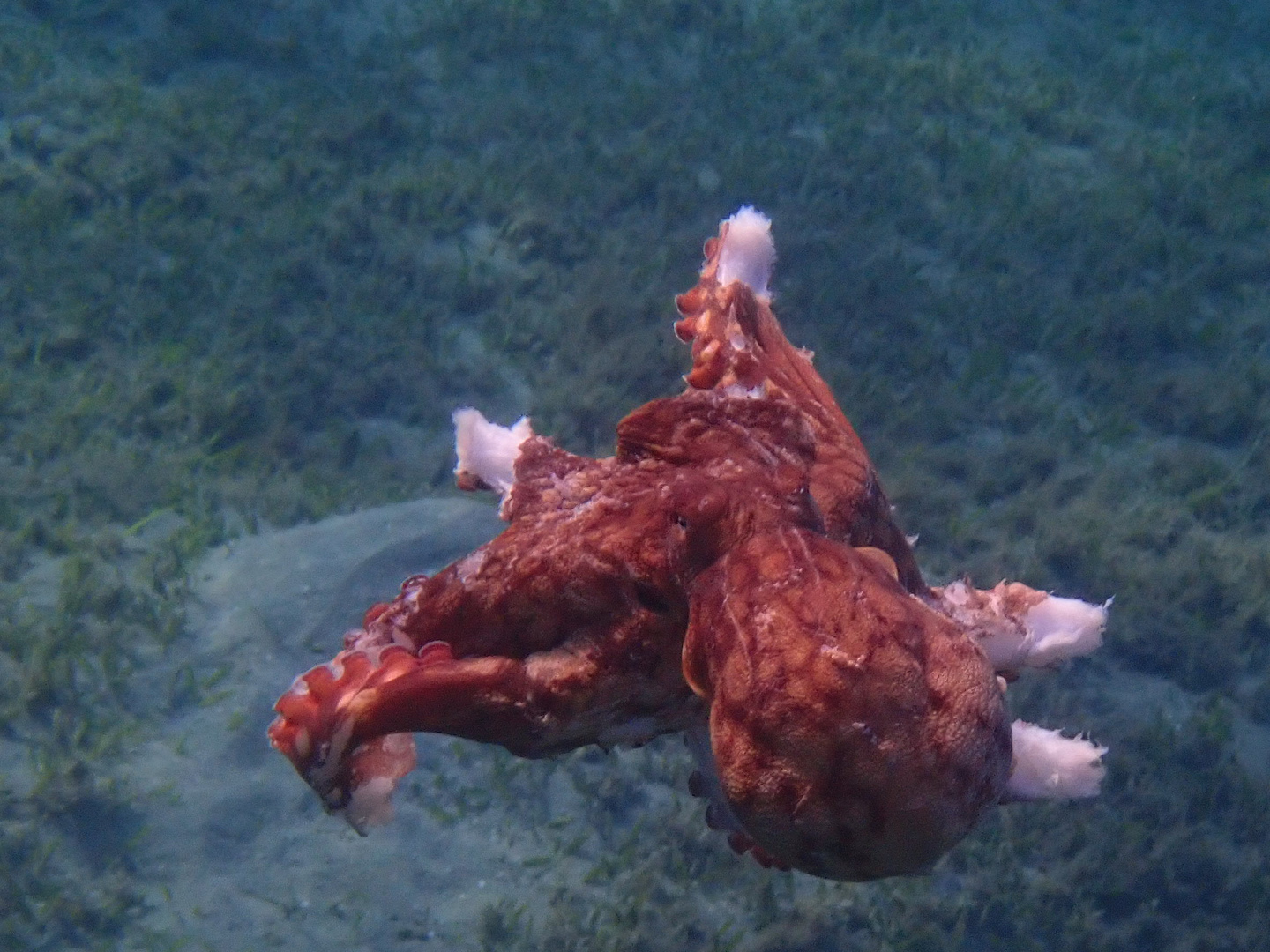 Armer Oktopus: Wenig Arme übrig...