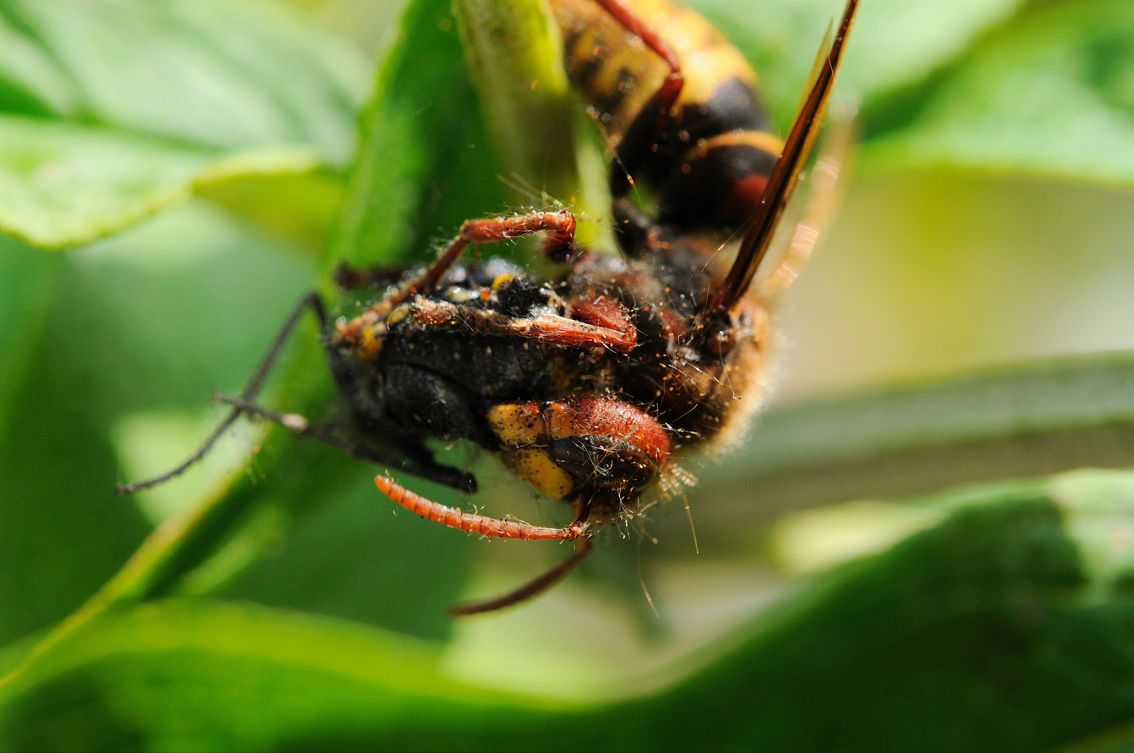 Armer Schmetterling