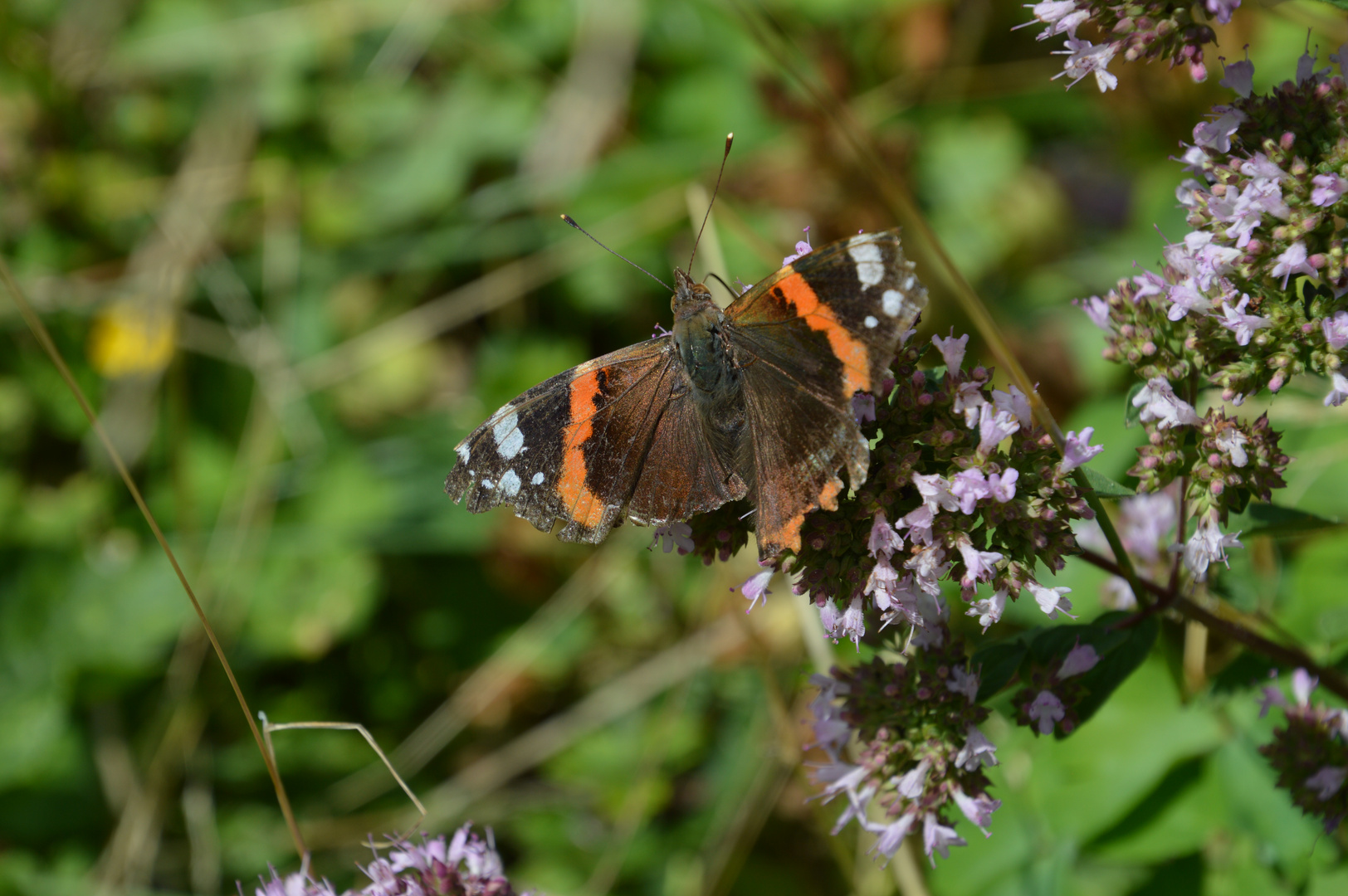 armer Schmetterling