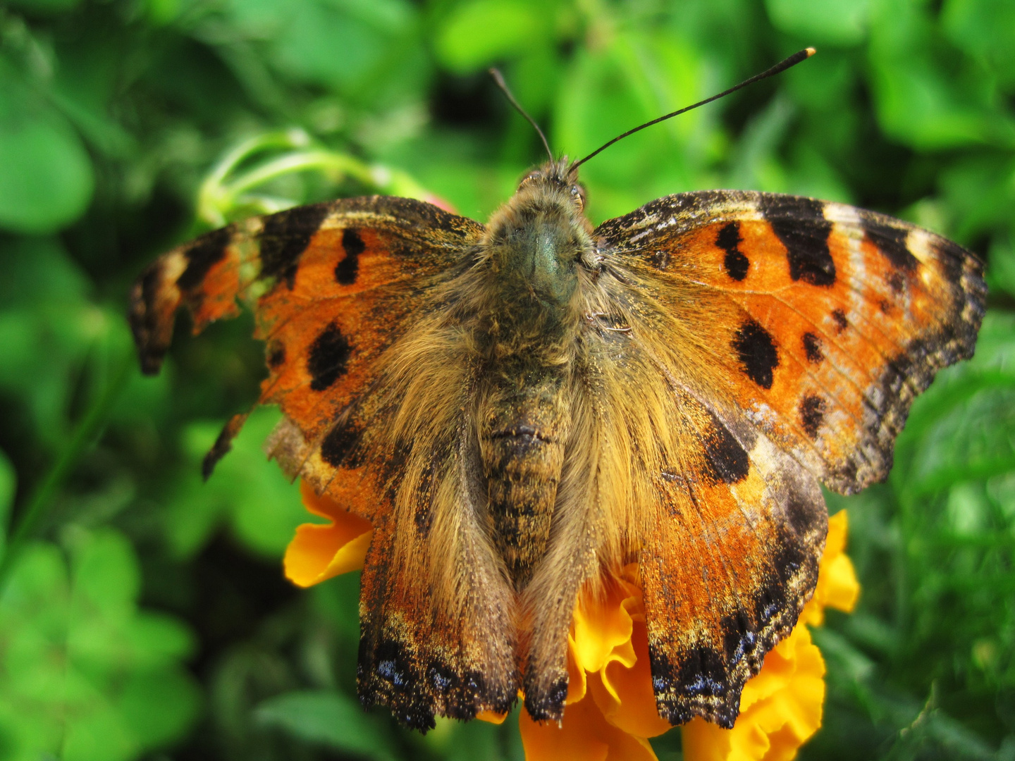 Armer Schmetterling :-(