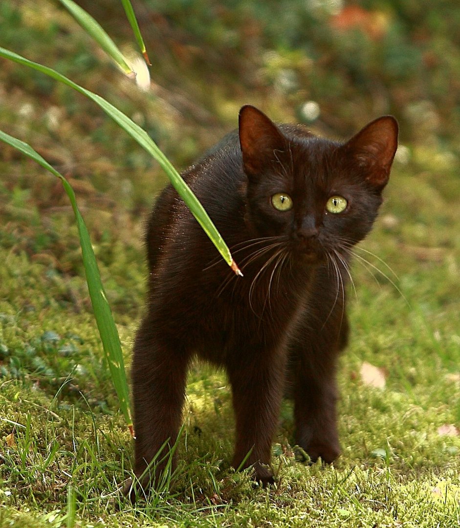 armer schwarzer Kater......