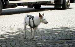 Armer und gleichzeitig glücklicher Hund