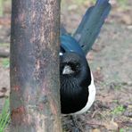 armer Vogel auf den Menschen gepraegt zu aggressiv für diesen ,ist sie ser Freiheit beraubt /Tierlie