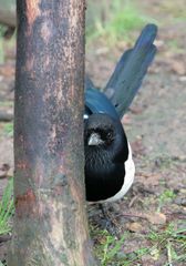 armer Vogel auf den Menschen gepraegt zu aggressiv für diesen ,ist sie ser Freiheit beraubt /Tierlie