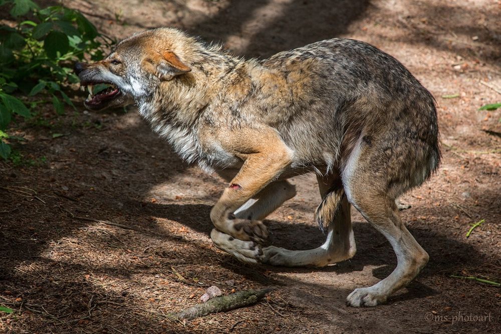 armer Wolf