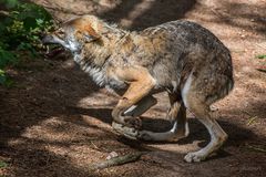 armer Wolf