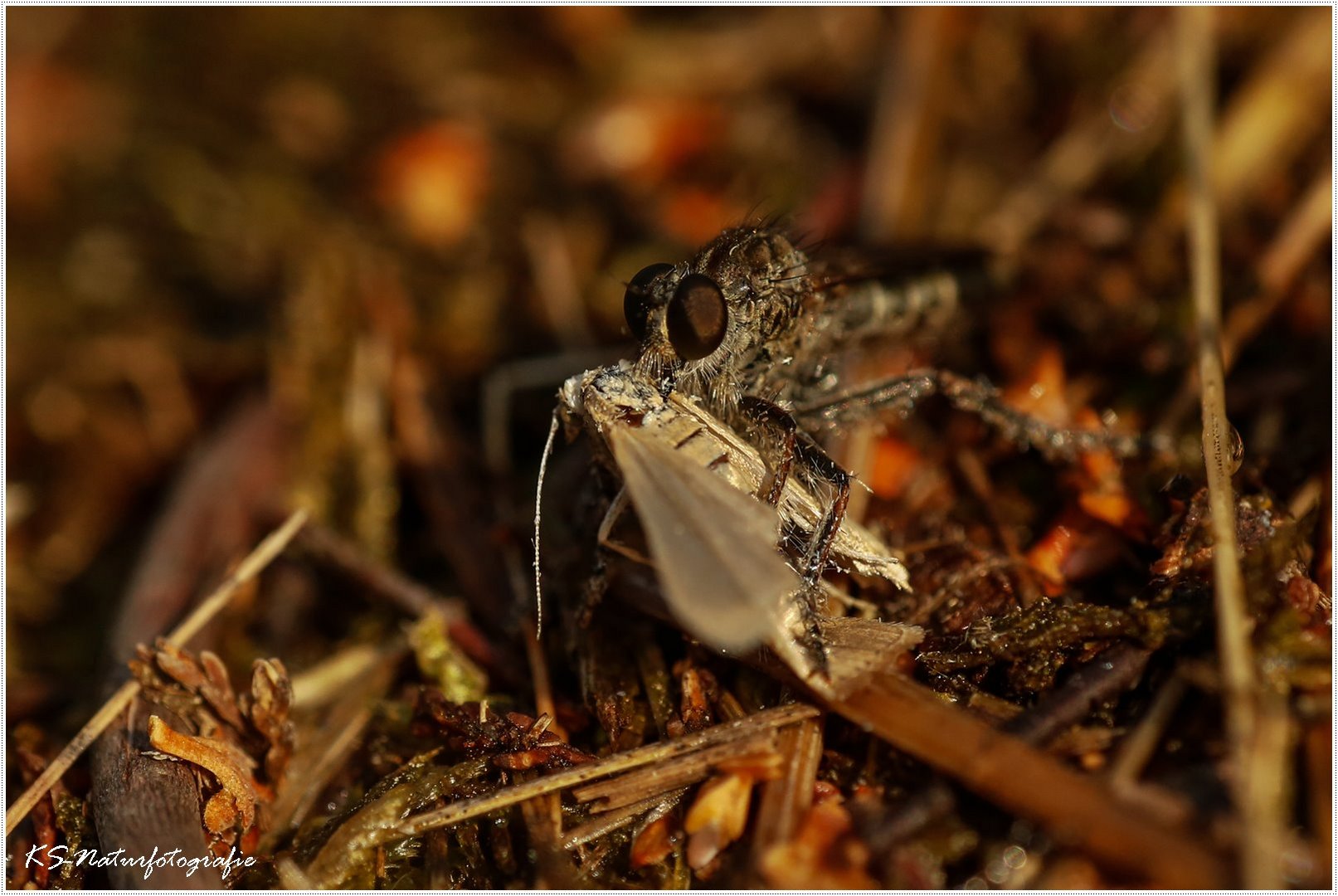 Armer Zünsler ... poor little moth