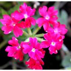 Armeria