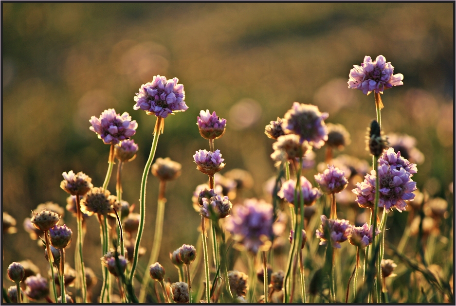 Armeria maritima