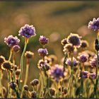 Armeria maritima