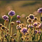 Armeria maritima