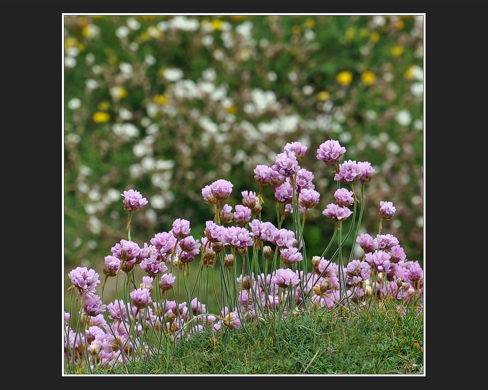 Armeria maritima elongata