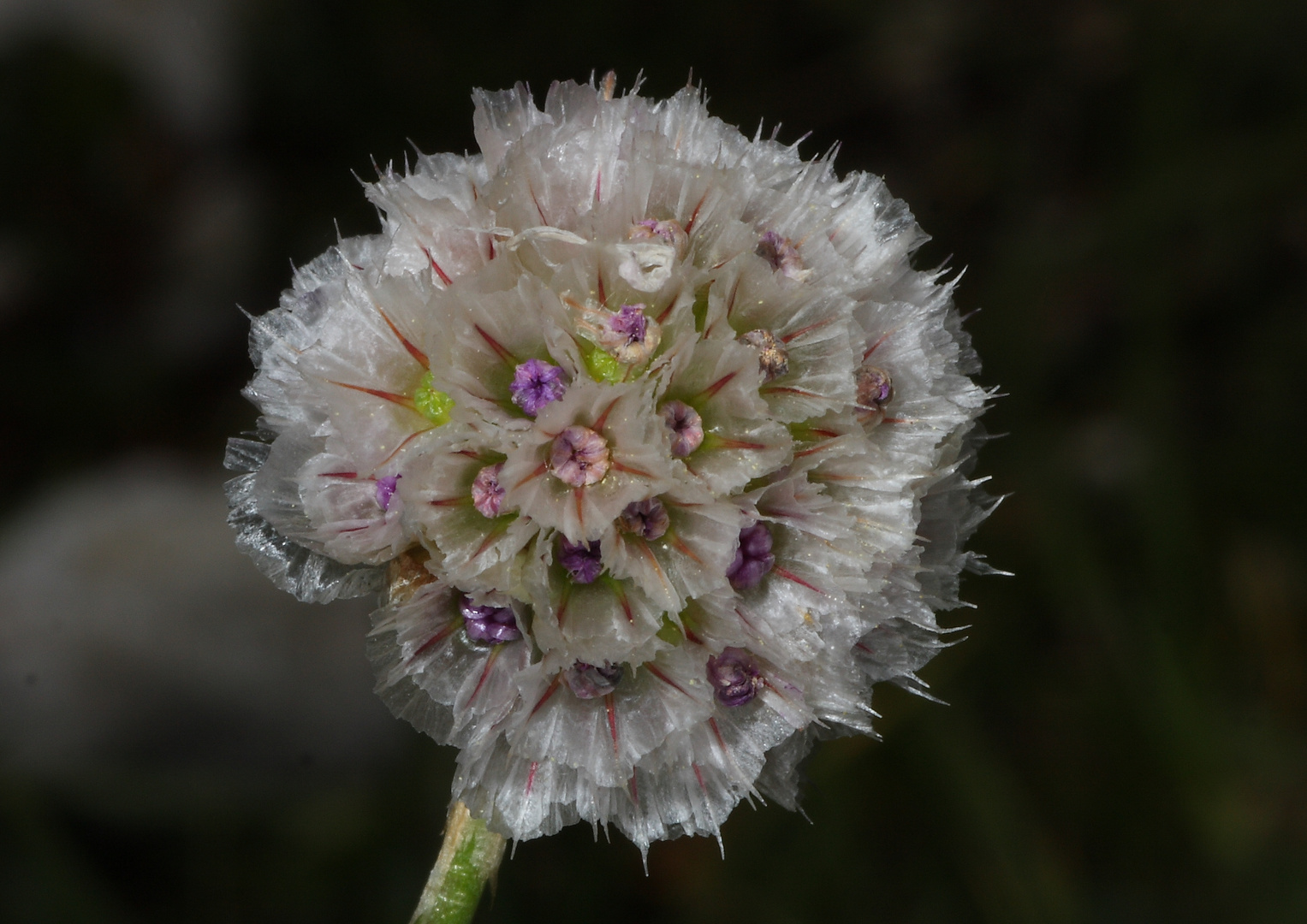 armeria marittima