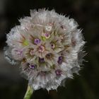 armeria marittima