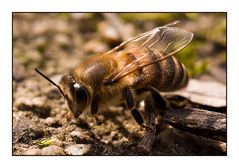 Armes Bienchen am Boden