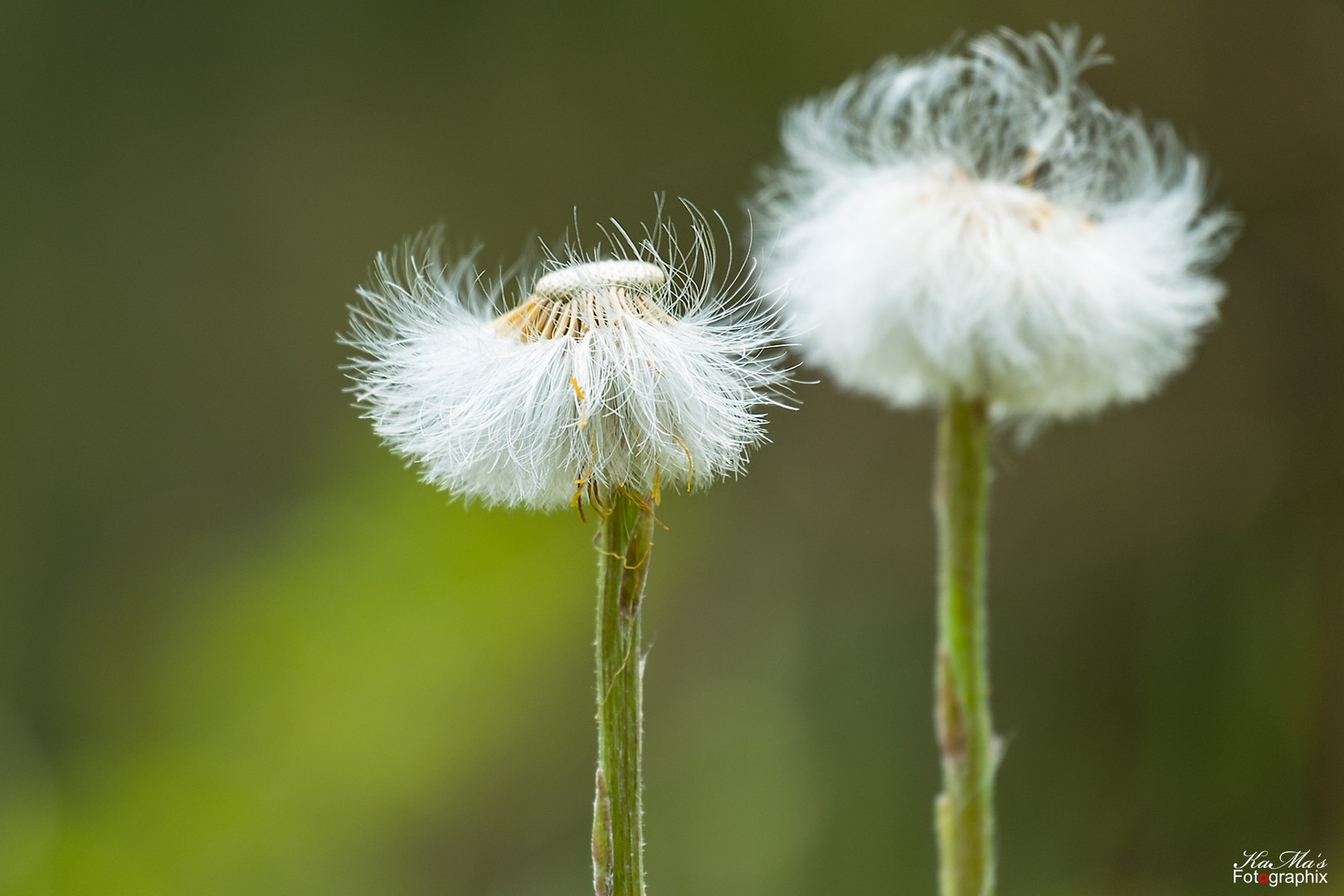 Armes Blümchen