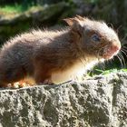 Armes Eichhörnchen ,es ist wohl blind ,und hat einen Fuss kaputt