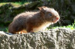 Armes Eichhörnchen ,es ist wohl blind ,und hat einen Fuss kaputt