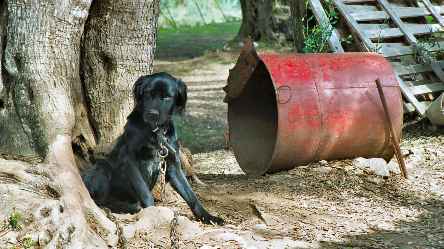 Armes Schwein der Hund !