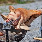 Armes Schwein