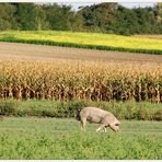 Armes Schwein - ganz alleine