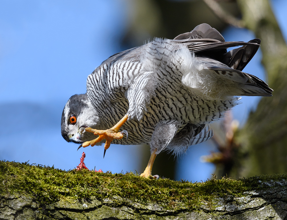 armes Täubchen