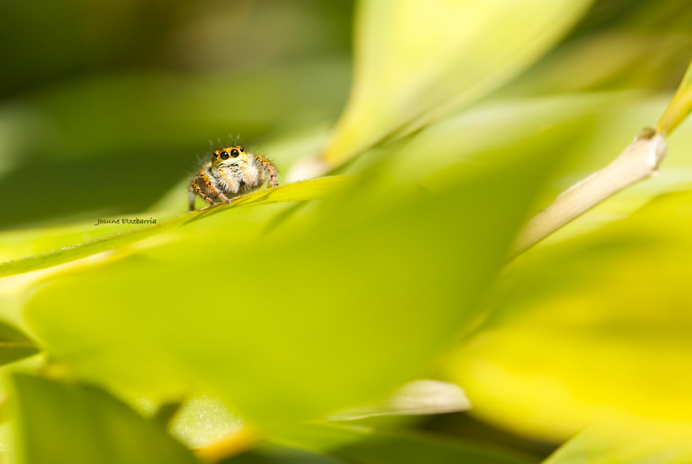 Armiarma (Araña)