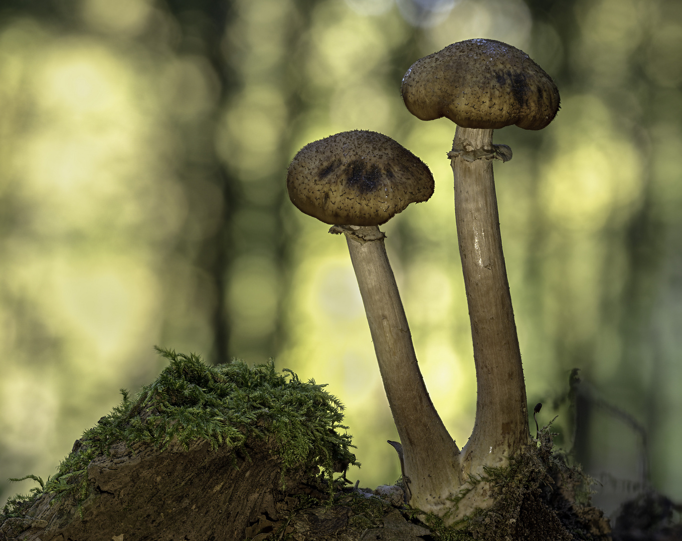 Armillaria