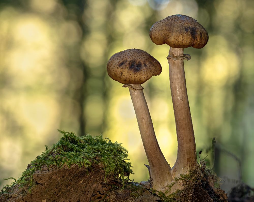 Armillaria Foto & Bild pflanzen, pilze & flechten, landschaft, natur