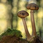 Armillaria