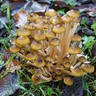 Armillaria