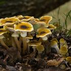 Armillaria gallica