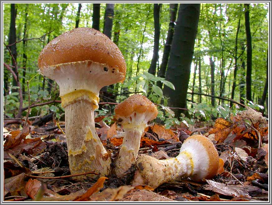 Armillaria gallica