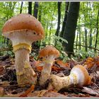 Armillaria gallica