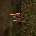 Armillaria mellea