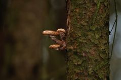 Armillaria mellea