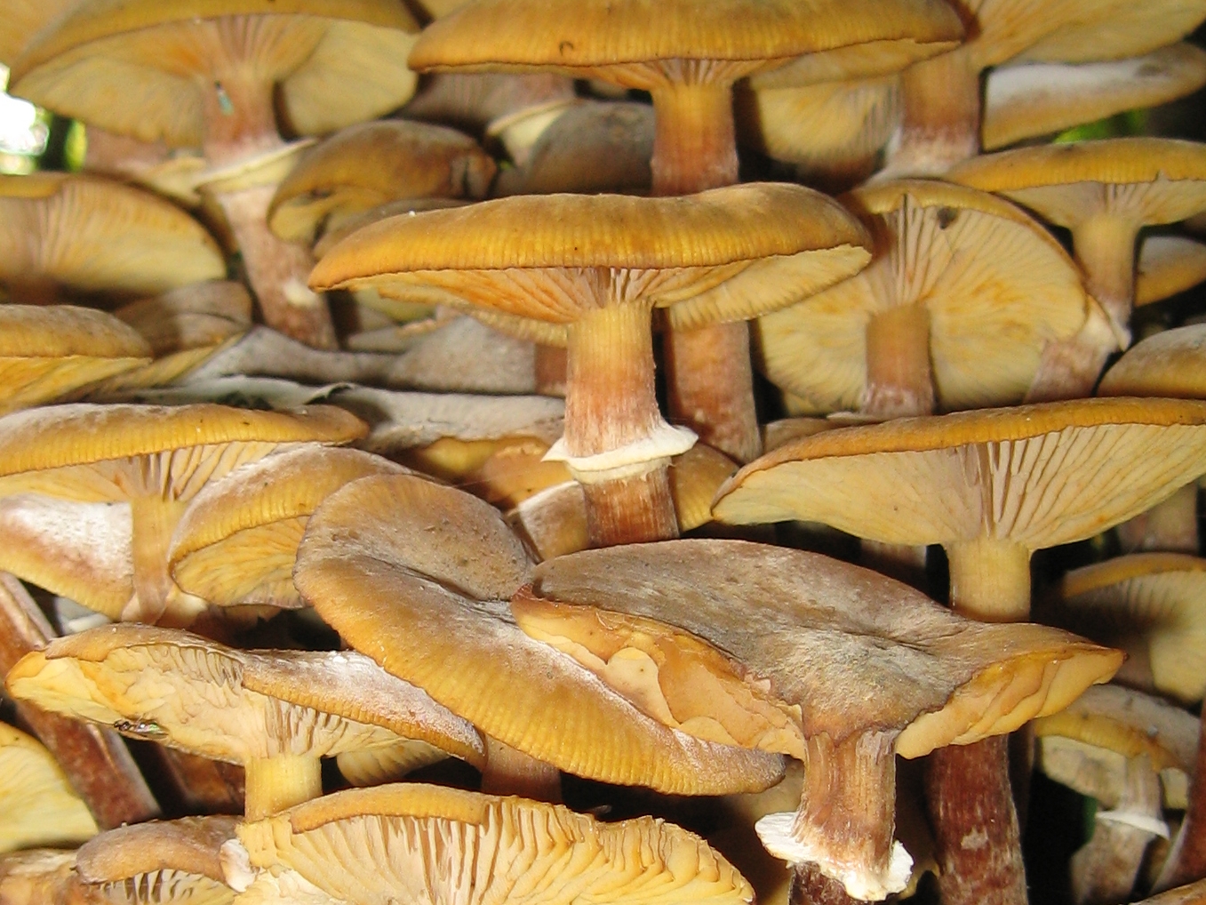 Armillaria mellea