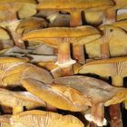 Armillaria mellea