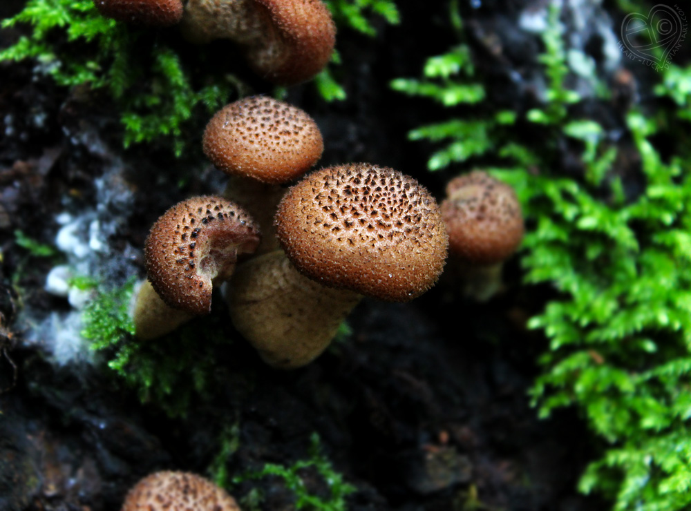 Armillaria solidipes - der dunkle Hallimasch