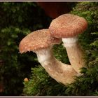 Armillaria sp