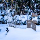 Arminia rostig im Schnee