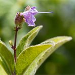 Armleuchter - Salbei (Salvia candelabrum).
