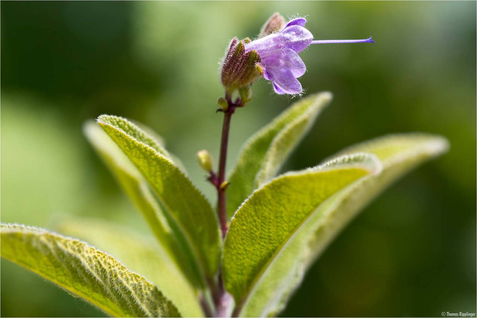 Armleuchter - Salbei (Salvia candelabrum)