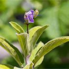 Armleuchter - Salbei (Salvia candelabrum).....
