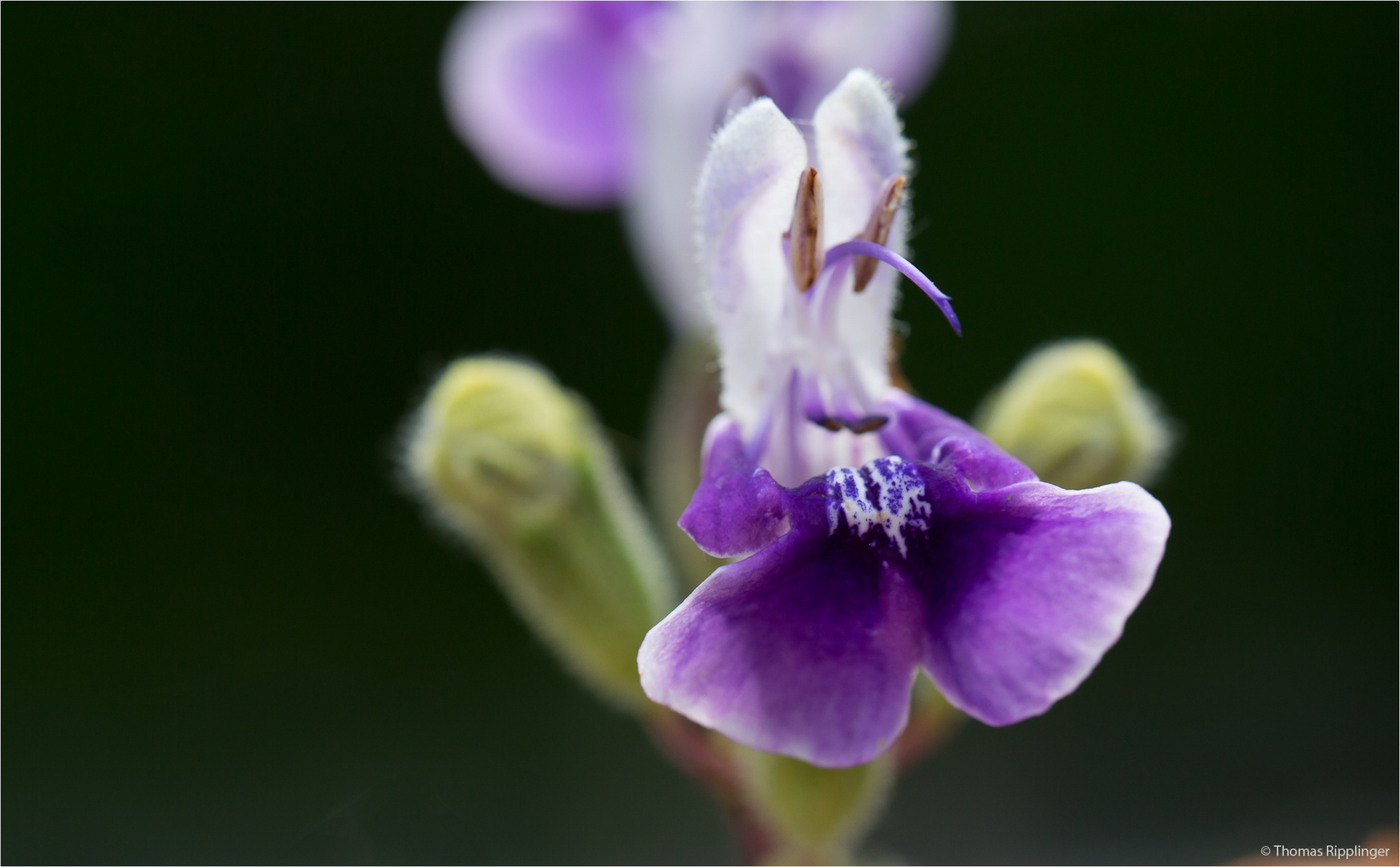 Armleuchter - Salbei (Salvia candelabrum) .