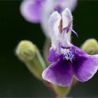 Armleuchter - Salbei (Salvia candelabrum) .