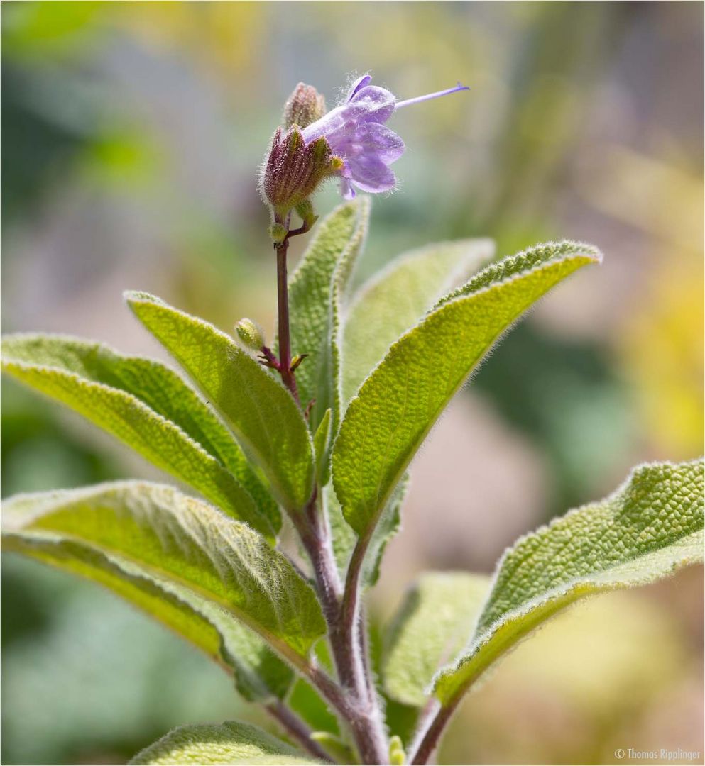 Armleuchter Salbei (Salvia candelabrum).. Foto & Bild pflanzen