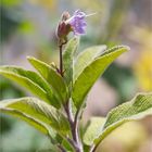 Armleuchter - Salbei (Salvia candelabrum)..